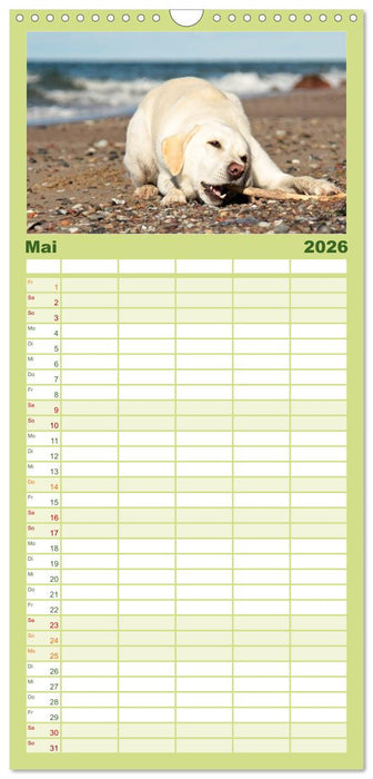 Labrador Retriever 2026 (CALVENDO Familienplaner 2026)