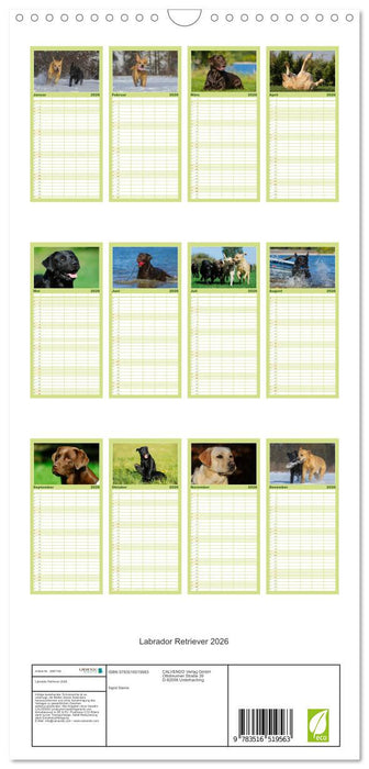 Labrador Retriever 2026 (CALVENDO Familienplaner 2026)