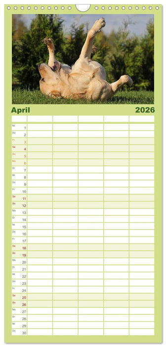 Labrador Retriever 2026 (CALVENDO Familienplaner 2026)