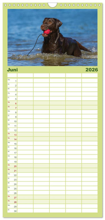 Labrador Retriever 2026 (CALVENDO Familienplaner 2026)