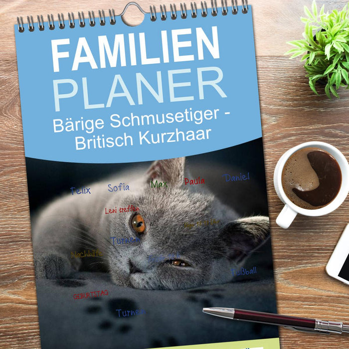 Bärige Schmusetiger - Britisch Kurzhaar (CALVENDO Familienplaner 2026)