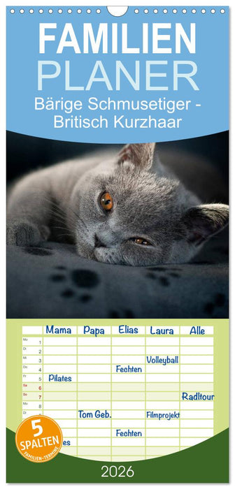 Bärige Schmusetiger - Britisch Kurzhaar (CALVENDO Familienplaner 2026)