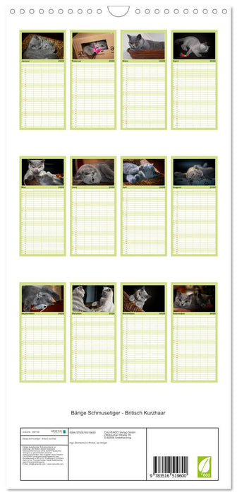 Bärige Schmusetiger - Britisch Kurzhaar (CALVENDO Familienplaner 2026)