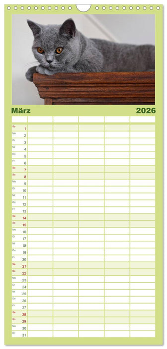 Bärige Schmusetiger - Britisch Kurzhaar (CALVENDO Familienplaner 2026)