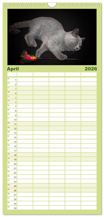 Bärige Schmusetiger - Britisch Kurzhaar (CALVENDO Familienplaner 2026)