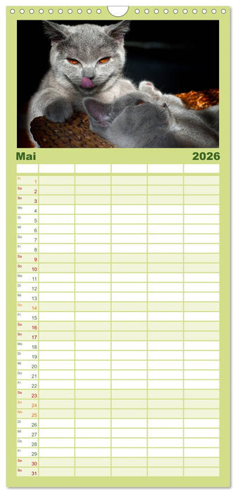 Bärige Schmusetiger - Britisch Kurzhaar (CALVENDO Familienplaner 2026)