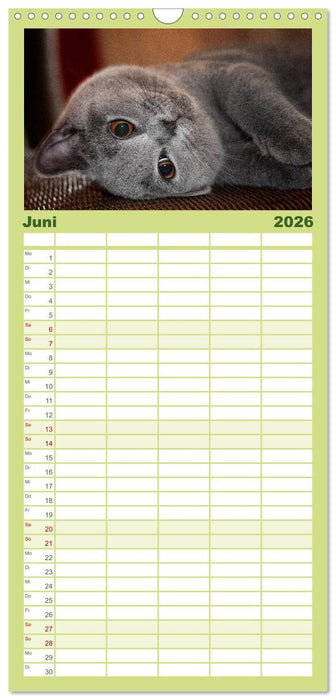 Bärige Schmusetiger - Britisch Kurzhaar (CALVENDO Familienplaner 2026)