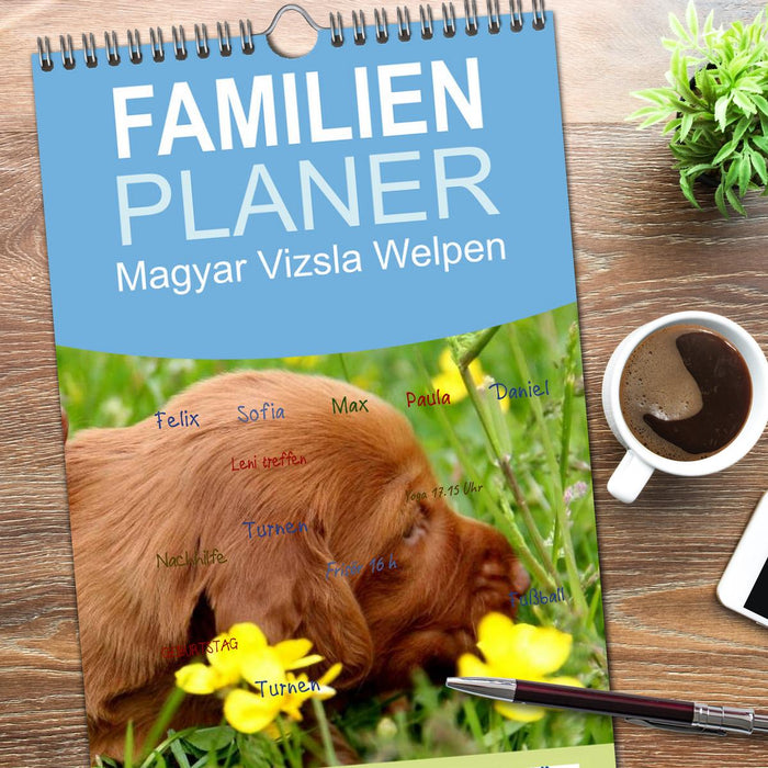 Magyar Vizsla Welpen (CALVENDO Familienplaner 2026)