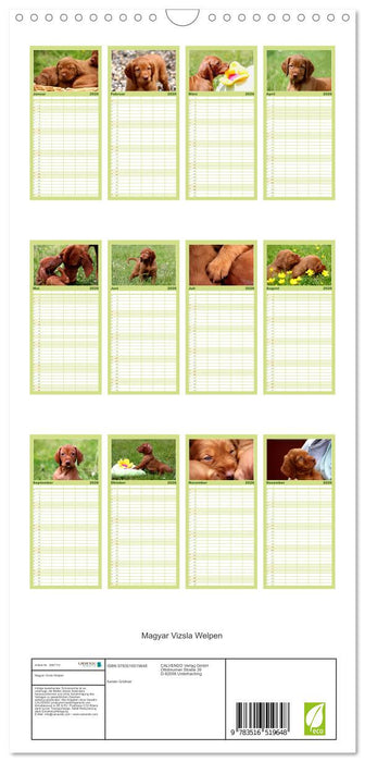 Magyar Vizsla Welpen (CALVENDO Familienplaner 2026)