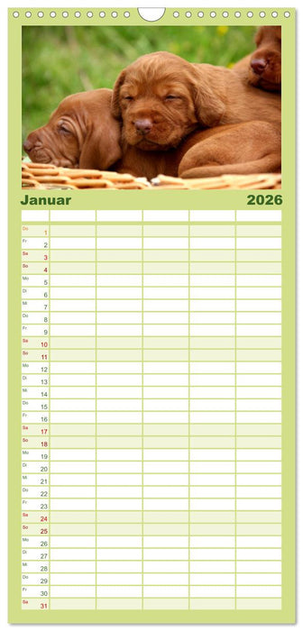 Magyar Vizsla Welpen (CALVENDO Familienplaner 2026)