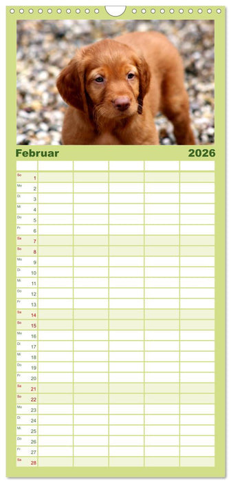 Magyar Vizsla Welpen (CALVENDO Familienplaner 2026)