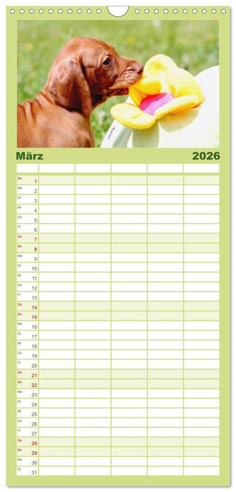 Magyar Vizsla Welpen (CALVENDO Familienplaner 2026)