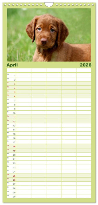 Magyar Vizsla Welpen (CALVENDO Familienplaner 2026)