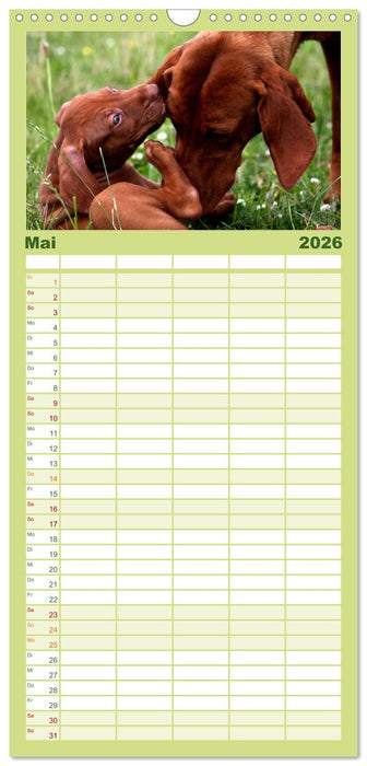 Magyar Vizsla Welpen (CALVENDO Familienplaner 2026)