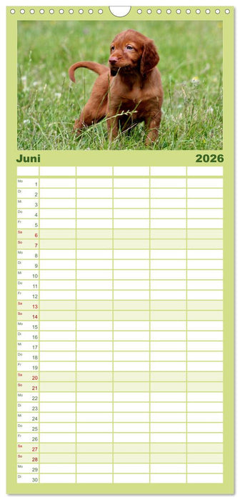 Magyar Vizsla Welpen (CALVENDO Familienplaner 2026)