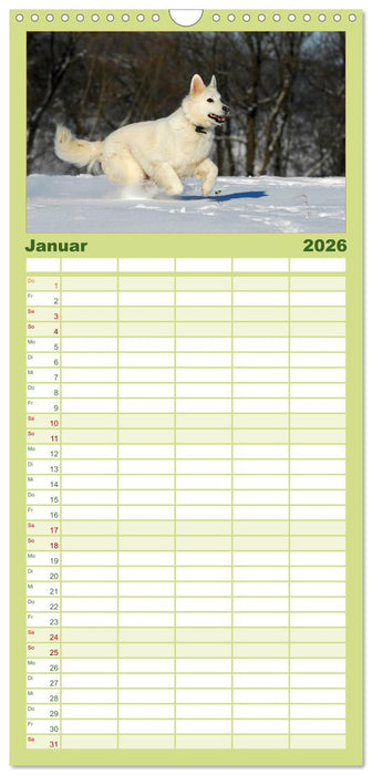Weißer Schweizer Schäferhund (CALVENDO Familienplaner 2026)