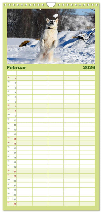 Weißer Schweizer Schäferhund (CALVENDO Familienplaner 2026)