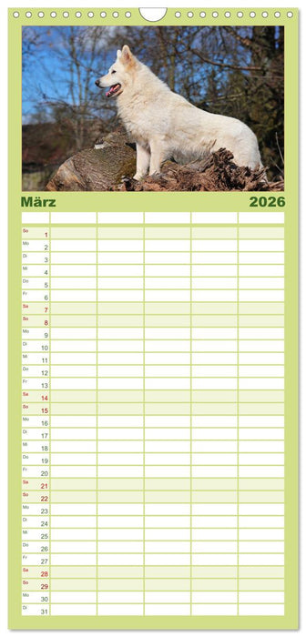 Weißer Schweizer Schäferhund (CALVENDO Familienplaner 2026)