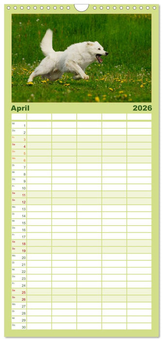 Weißer Schweizer Schäferhund (CALVENDO Familienplaner 2026)