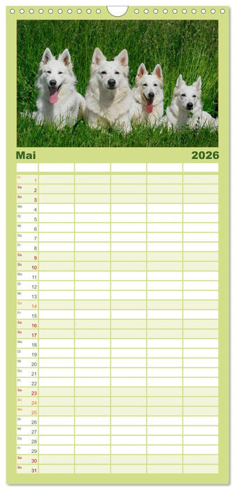 Weißer Schweizer Schäferhund (CALVENDO Familienplaner 2026)