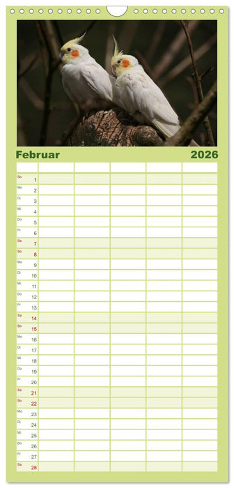 Nymphensittiche (CALVENDO Familienplaner 2026)