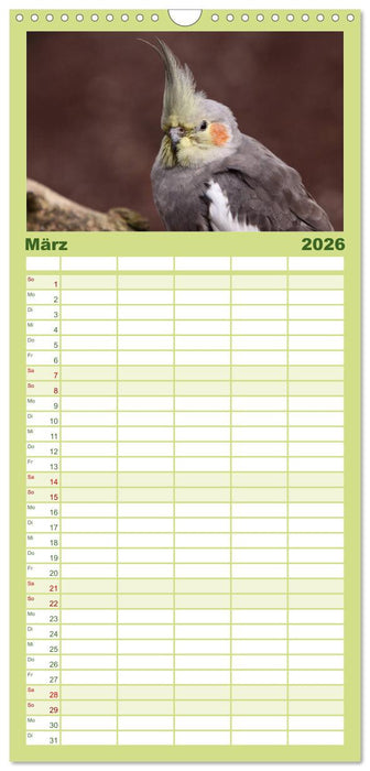Nymphensittiche (CALVENDO Familienplaner 2026)