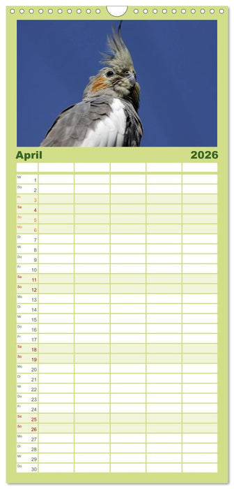 Nymphensittiche (CALVENDO Familienplaner 2026)