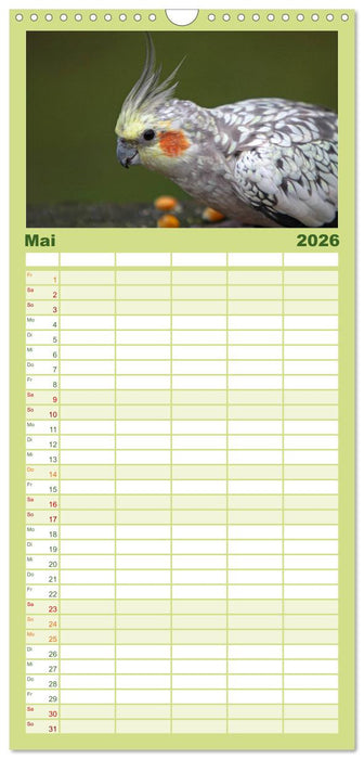 Nymphensittiche (CALVENDO Familienplaner 2026)