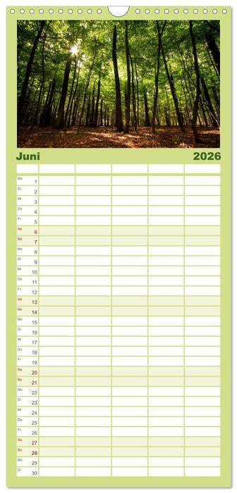 Wald (CALVENDO Familienplaner 2026)