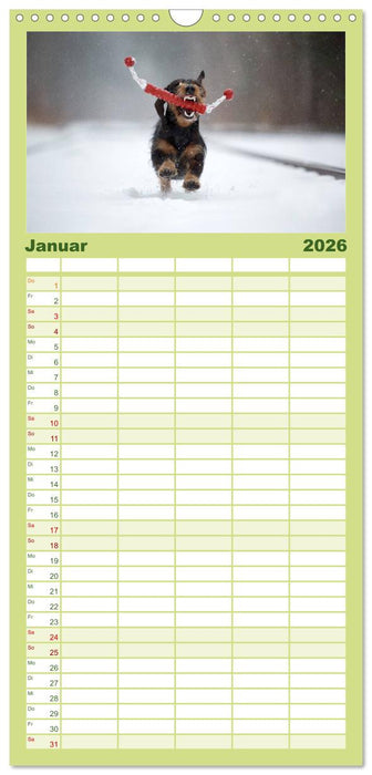 DACKEL DACHSHUND TECKEL 2026 (CALVENDO Familienplaner 2026)