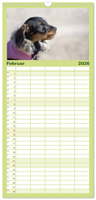 DACKEL DACHSHUND TECKEL 2026 (CALVENDO Familienplaner 2026)