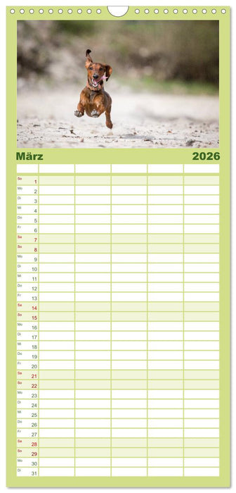 DACKEL DACHSHUND TECKEL 2026 (CALVENDO Familienplaner 2026)