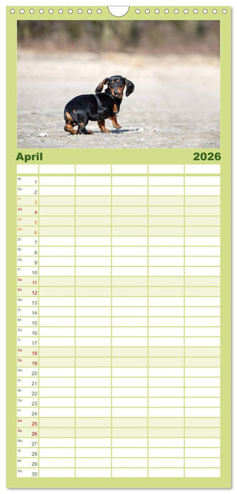 DACKEL DACHSHUND TECKEL 2026 (CALVENDO Familienplaner 2026)