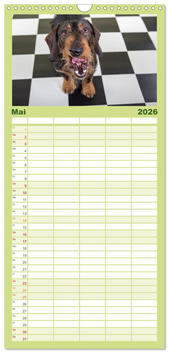 DACKEL DACHSHUND TECKEL 2026 (CALVENDO Familienplaner 2026)