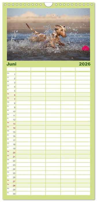 DACKEL DACHSHUND TECKEL 2026 (CALVENDO Familienplaner 2026)