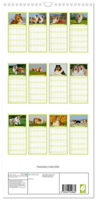 Faszination Collie 2026 (CALVENDO Familienplaner 2026)