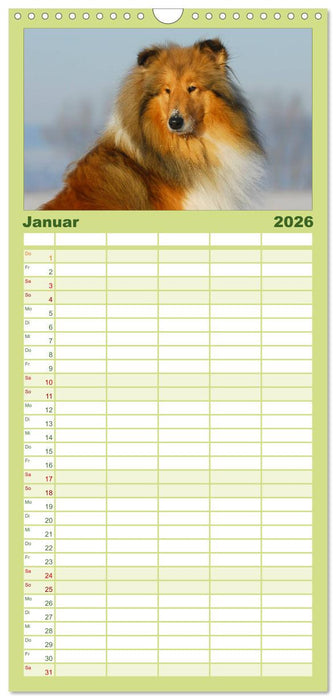 Faszination Collie 2026 (CALVENDO Familienplaner 2026)