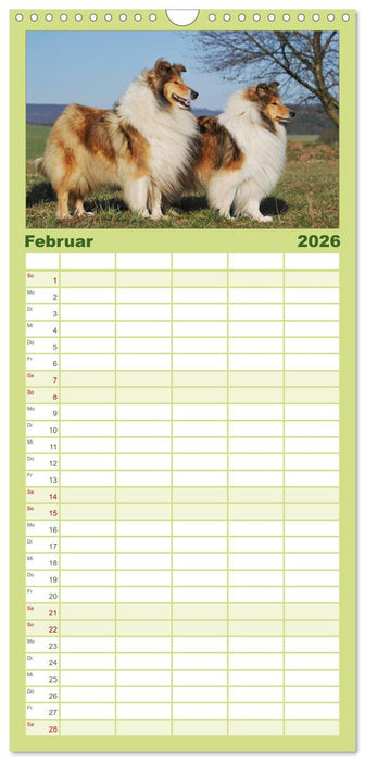 Faszination Collie 2026 (CALVENDO Familienplaner 2026)