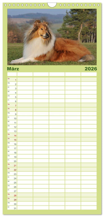 Faszination Collie 2026 (CALVENDO Familienplaner 2026)
