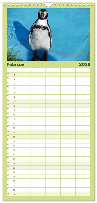 Pinguine 2026 (CALVENDO Familienplaner 2026)