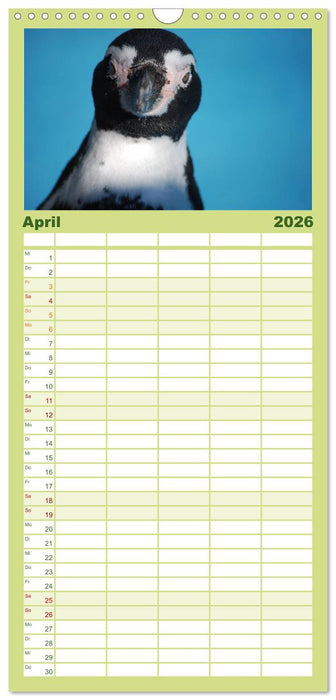 Pinguine 2026 (CALVENDO Familienplaner 2026)
