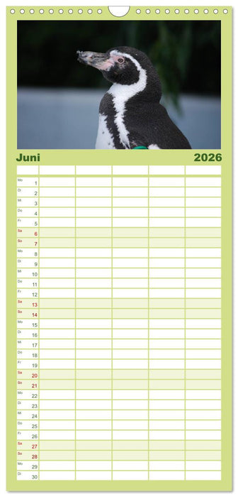 Pinguine 2026 (CALVENDO Familienplaner 2026)