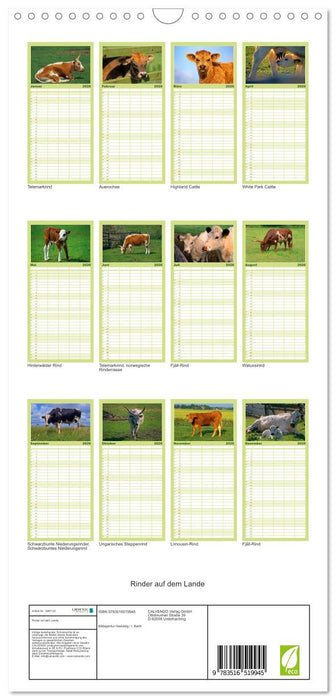 Rinder auf dem Lande (CALVENDO Familienplaner 2026)