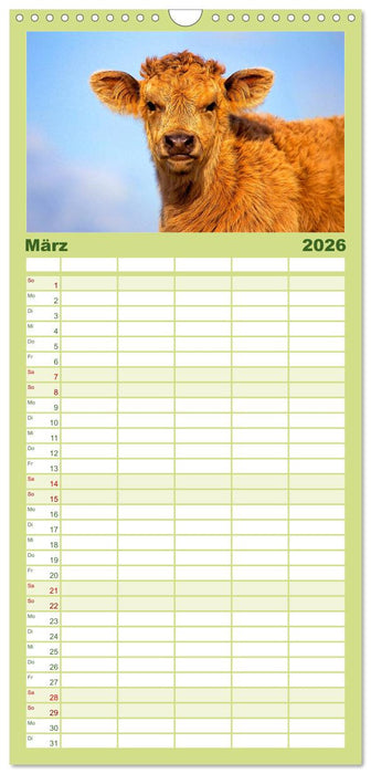 Rinder auf dem Lande (CALVENDO Familienplaner 2026)