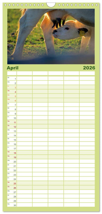 Rinder auf dem Lande (CALVENDO Familienplaner 2026)