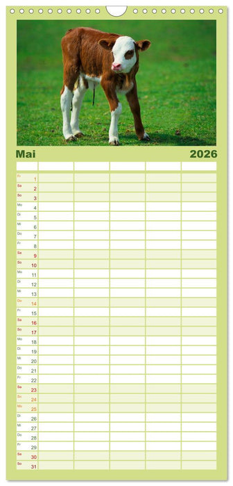 Rinder auf dem Lande (CALVENDO Familienplaner 2026)