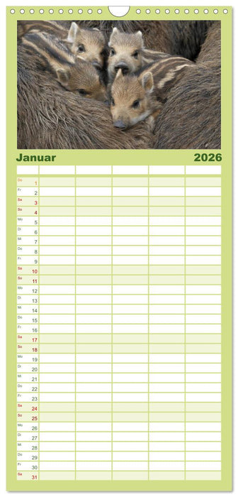 Schweinkram - Die Wildschweine sind los (CALVENDO Familienplaner 2026)