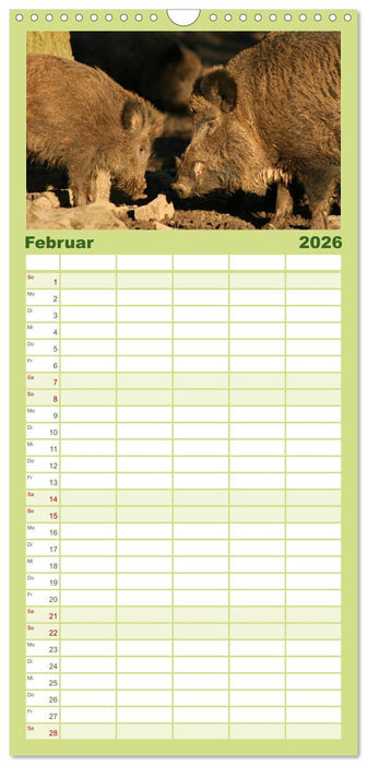 Schweinkram - Die Wildschweine sind los (CALVENDO Familienplaner 2026)