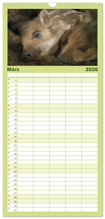 Schweinkram - Die Wildschweine sind los (CALVENDO Familienplaner 2026)