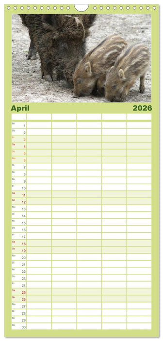 Schweinkram - Die Wildschweine sind los (CALVENDO Familienplaner 2026)